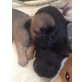 Französische Bulldogge Welpen - Hündin