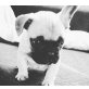 Französische Bulldogge Welpen - Hündin