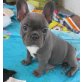 Französische Bulldogge Welpen - Hündin