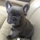 Französische Bulldogge Welpen - Hündin
