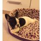 Französische Bulldogge Welpen - Hündin