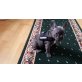 Französische Bulldogge Welpen - Hündin