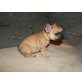 Französische Bulldogge Welpen - Hündin