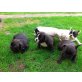 Französische Bulldogge Welpen - Hündin