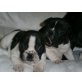 Französische Bulldogge Welpen - Hündin