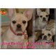 Französische Bulldogge Welpen - Hündin