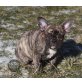 Französische Bulldogge Welpen - Hündin