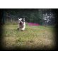 Französische Bulldogge Welpen - Hündin