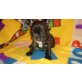Französische Bulldogge Welpen - Hündin
