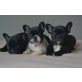 Französische Bulldogge Welpen - Hündin