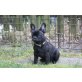 Französische Bulldogge Welpen - Hündin