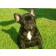 Französische Bulldogge Welpen - Hündin