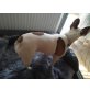 Französische Bulldogge Welpen - Hündin