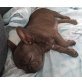 Französische Bulldogge Welpen - Hündin