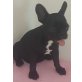 Französische Bulldogge Welpen - Hündin