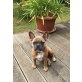 Französische Bulldogge Welpen - Hündin