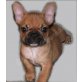 Französische Bulldogge Welpen - Hündin