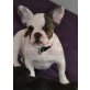 Französische Bulldogge Welpen - Hündin