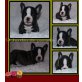 Französische Bulldogge Welpen - Hündin