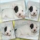 Französische Bulldogge Welpen - Hündin
