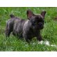 Französische Bulldogge Welpen - Hündin