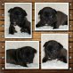 Französische Bulldogge Welpen - Hündin