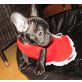 Französische Bulldogge Welpen - Hündin