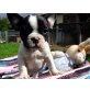 Französische Bulldogge Welpen - Hündin
