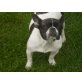 Französische Bulldogge Welpen - Hündin