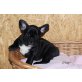 Französische Bulldogge Welpen - Rüde