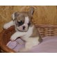 Französische Bulldogge Welpen - Rüde