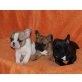 Französische Bulldogge Welpen - Rüde