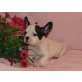 Französische Bulldogge Welpen - Rüde