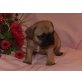 Französische Bulldogge Welpen - Rüde