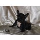 Französische Bulldogge Welpen - Rüde