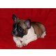 Französische Bulldogge Welpen - Rüde