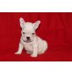 Französische Bulldogge Welpen - Rüde