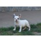 Französische Bulldogge Welpen - Rüde