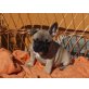 Französische Bulldogge Welpen - Rüde