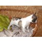 Französische Bulldogge Welpen - Rüde