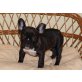 Französische Bulldogge Welpen - Rüde