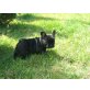 Französische Bulldogge Welpen - Rüde