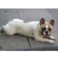 Französische Bulldogge Welpen - Rüde