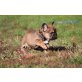 Französische Bulldogge Welpen - Rüde