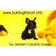 Französische Bulldogge Welpen - Rüde