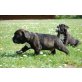 Französische Bulldogge Welpen - Rüde