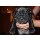 Französische Bulldogge Welpen - Rüde