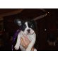 Französische Bulldogge Welpen - Rüde