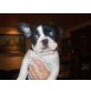 Französische Bulldogge Welpen - Rüde