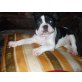 Französische Bulldogge Welpen - Rüde